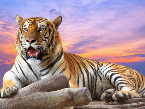 Картина по номерам с цветной схемой на холсте 30х40 На закате (19 цветов)